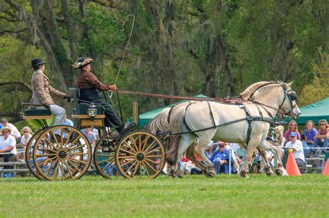 Fjord horse: Norway’s distinctive and adaptable draught horse