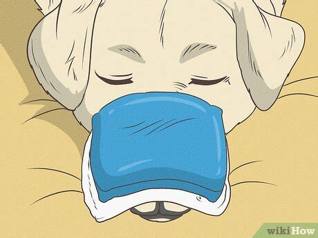 How to Treat a Dog Sneezing Blood: 6 Steps (with Pictures)