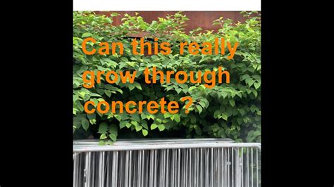 Can Japanese Knotweed Really Grow Through Concrete Youtube