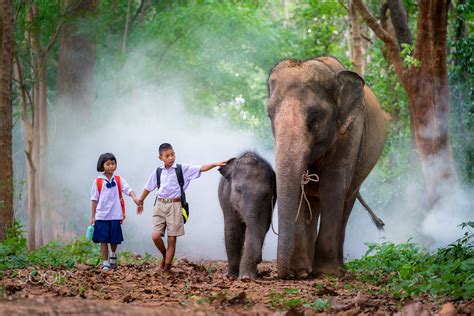 Children And Elephant Are Familiar They Are Part Children And