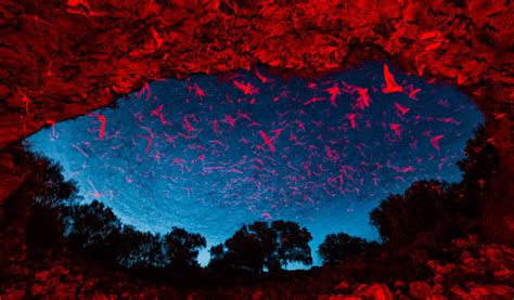 Bracken Cave Bats Leaving The Cave Texas Hill Country