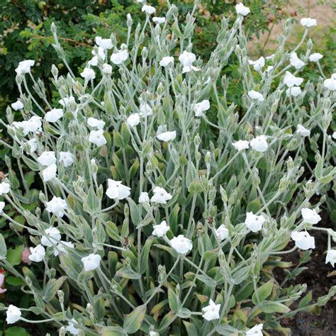Лихнис корончатый Альба (Lychnis coronaria Alba) купить в Москве по ...