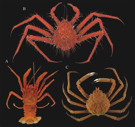 Espécies de Anomura e Brachyura coletadas no REVIZEE/SCORE Central... | Download Scientific Diagram