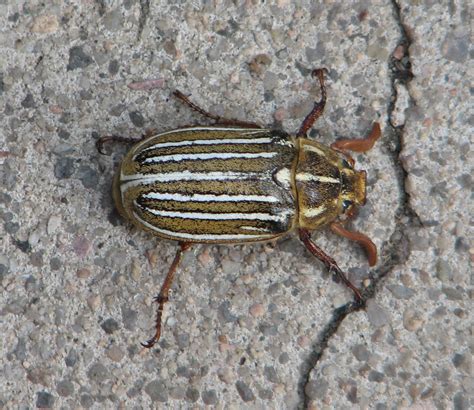 Beetles in Colorado