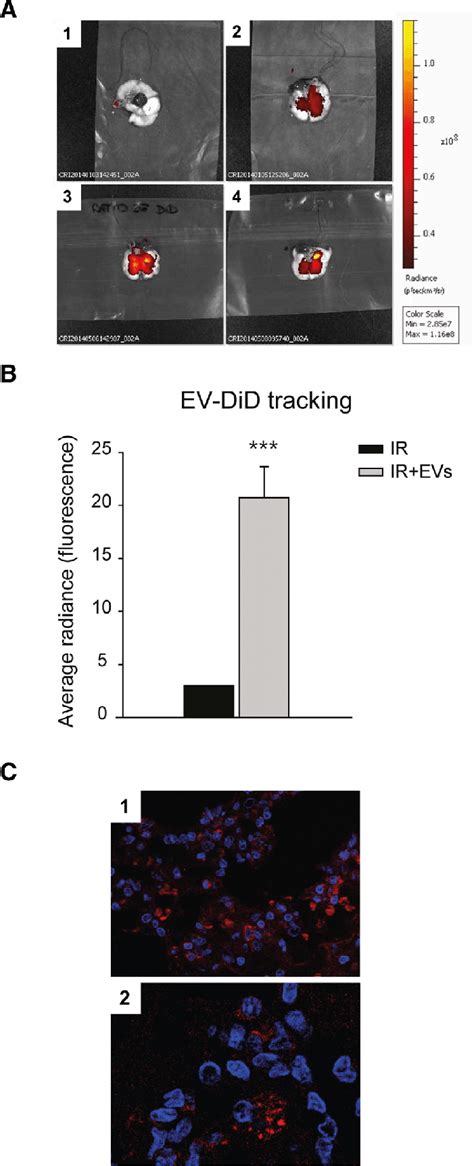 EV Homing And Retention In The Lung Tissue A Optical Imaging Of