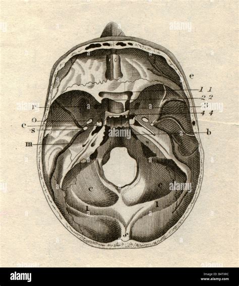 Medicine Anatomy Skeleton Bones Skull Cross Section From Stock