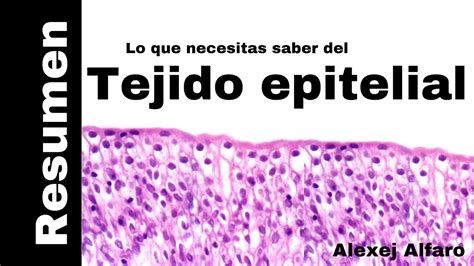 Resumen Histologia Ross Tejido Epitelial Histologia I Hot Sex Picture