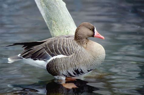 Boundary Creek Wildlife Management Area - Idaho Birding Trail | Idaho ...