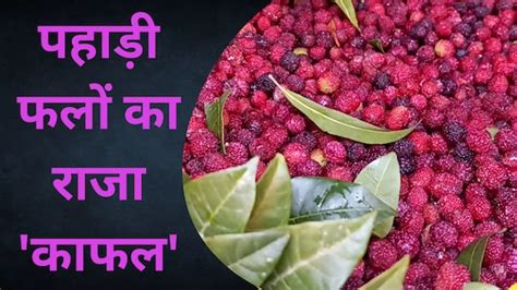 King Of Mountain Kafal Fruit Of Uttarakhand Available In Markets Know