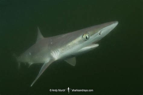 October Elasmobranch Of The Month Atlantic Sharpnose Shark