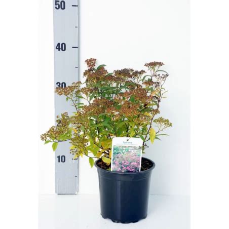 Japoninė lanksva Spiraea bumalda japonica ANTHONY WATERERI