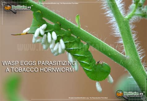 Tobacco Hornworm Eggs