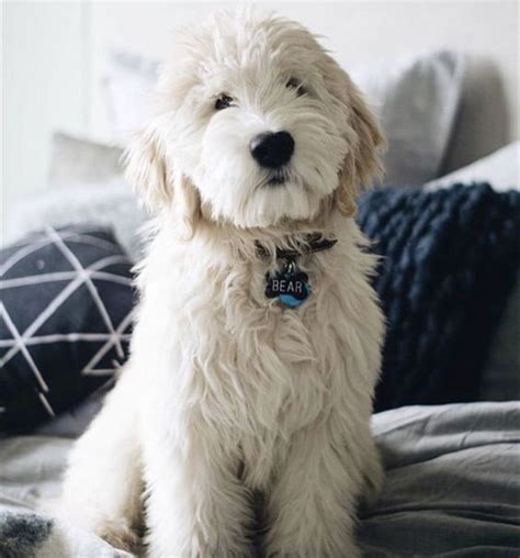 All You Need to Know About the English Cream Goldendoodle | Puppies, Dog breeds, Dogs and puppies