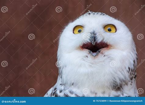 Owls Making Funny Faces