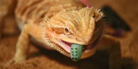 Bearded Dragon Spiritual Meaning Interesting Facts