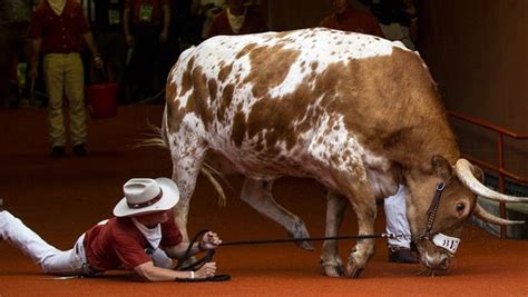 Happy Birthday Bevo Football Surly Horns