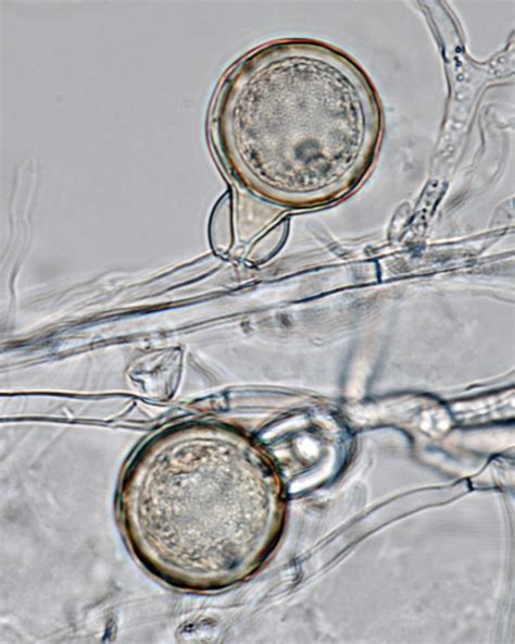 Phytophthora Uniformis In Progress Abad Et Al 2023b Idphy