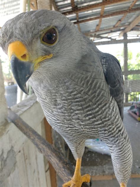 Gray Hawk from José Ma Morelos y Pavón Paso Limonero 39713 Acapulco