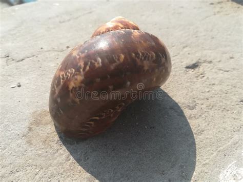 Dark Brown Seashell On Old Concrete Floor Stock Image Image Of Marine