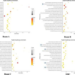 Functional Enrichment Analysis Of DEGs In Beam A Beam B Beam C And