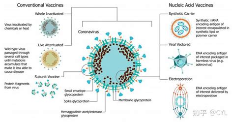 文献翻译自扩增mRNA疫苗的研究进展 知乎