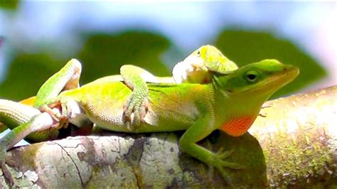 Green Anole Lizards Mating In River Birch Tree Youtube