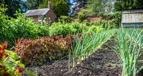 Regenerative Home Gardening Lessons From The Experts Organic India