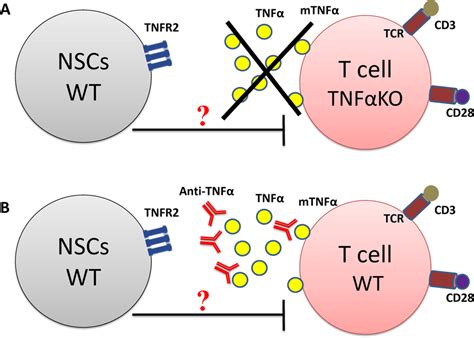 Interfering with TNFα-TNFR2 signaling pathway via blocking the ligand ...