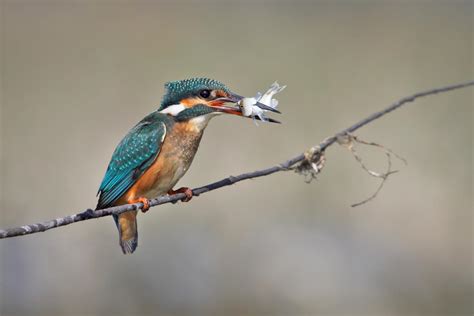 Common Kingfisher Alcedo Atthis