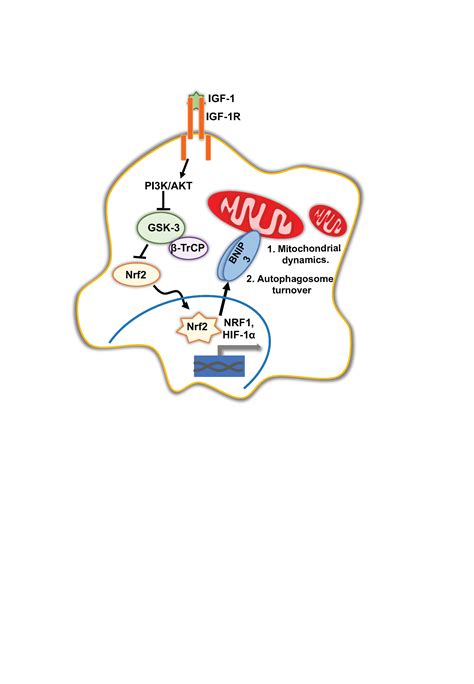 Cells Free Full Text Igf 1 Signalling Regulates Mitochondria