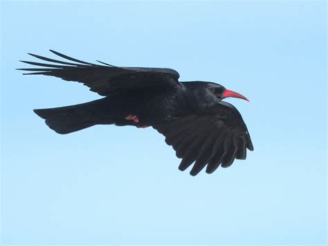 Chough Bird Facts (Pyrrhocorax pyrrhocorax) | Bird Fact