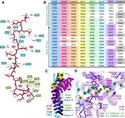 Dynamic And Static Interactions Between P Catenin And E Cadherin