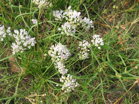 Sensible Survival Edible Wild Plants Wild Onions