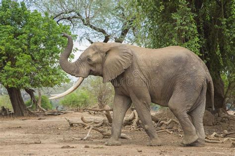 Side View Of An African Elephant Bull With Trunk Up Stock Photos