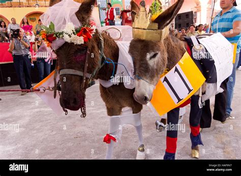 Burros Disfrazado Como El Pr Ncipe Guillermo Y Kate Middleton Durante