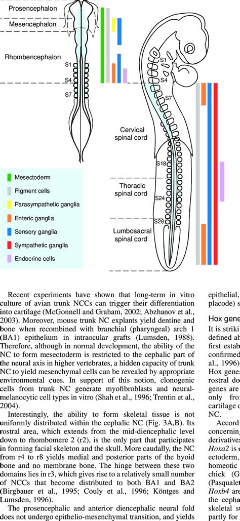 Fate Map Of The Neural Crest Derived Phenotypes Along The Neural Axis