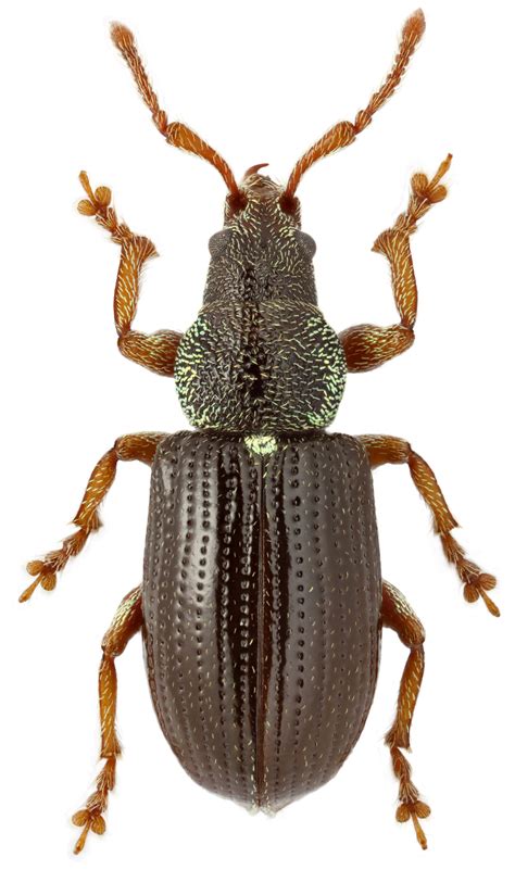 Долгоносик Phyllobius (Parnemoicus) viridicollis (F.) (Curculionidae ...