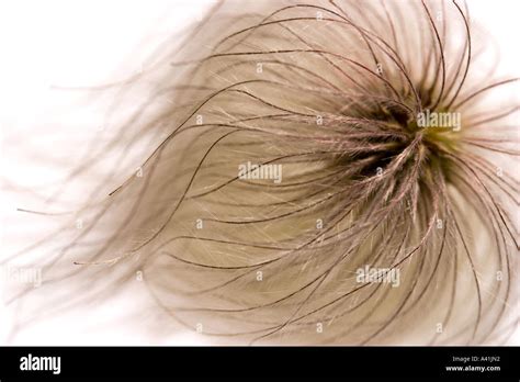 Clematis Seed Head Stock Photo Alamy