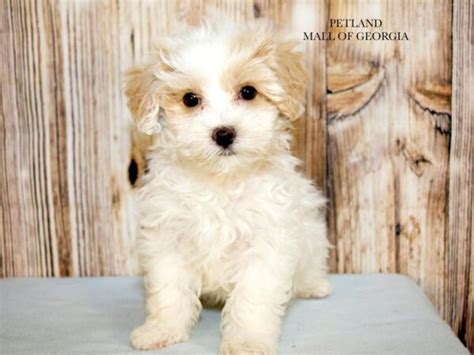 Maltipoo Puppies Petland Mall Of Georgia