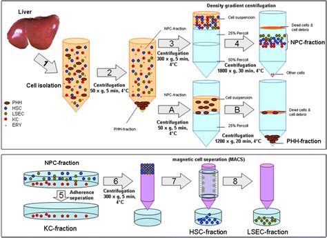 Human Parenchymal And Non Parenchymal Liver Cell Isolation Culture And