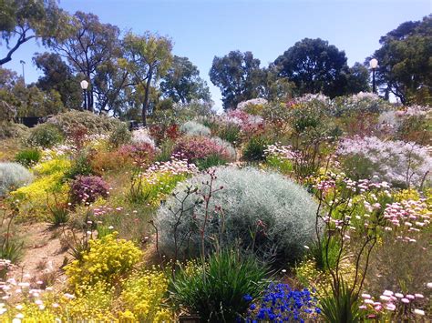 Australian native plants for rock gardens that can Survive the Heat | Home Design Ideas