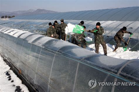 육군 31사단 장병 폭설 피해 농가 복구지원 연합뉴스