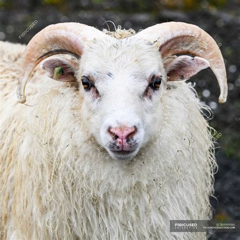 Close Up Of A White Ram Sheep Ovis Aries Looking At The Camera