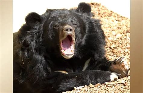 Moon Bear - Description, Habitat, Image, Diet, and Interesting Facts