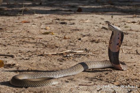 Snake Species Johan Marais