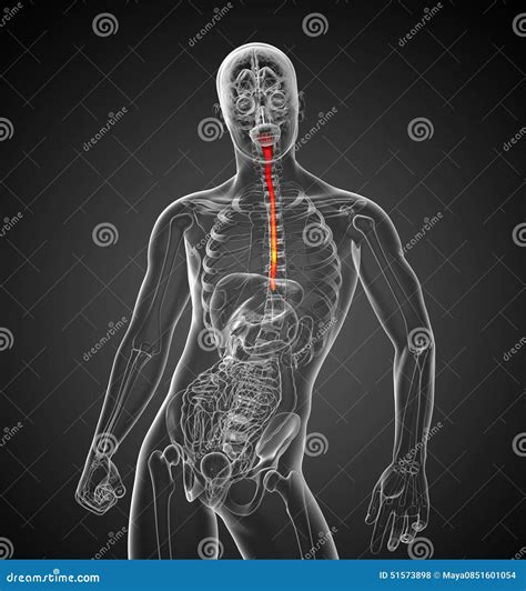 3d Rendered Illustration Of The Esophagus Stock Illustration