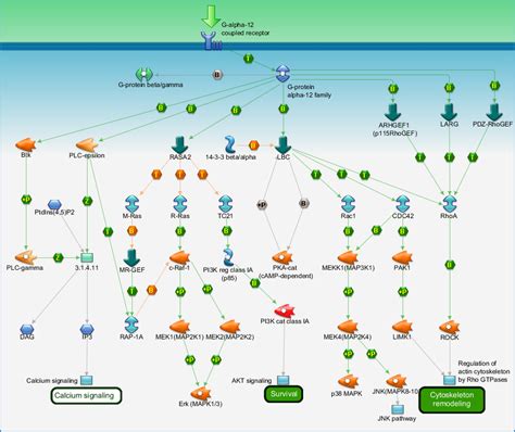 G Protein Signaling G Protein Alpha 12 Signaling Pathway Pathway Map