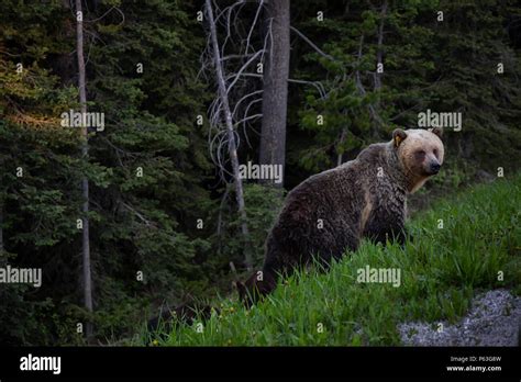 Mother Grizzly Bear With Her Cubs Is Eating Weeds And Grass In The