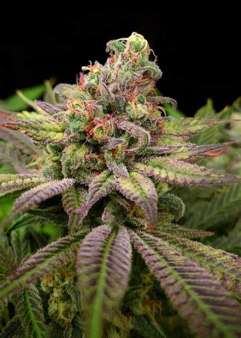 Mimosa Strain Info Mimosa Weed By Dutch Headshop Seeds Growdiaries