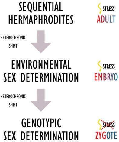 Evolution Of Sex Determination In Amniotes Did Stress And Sequential